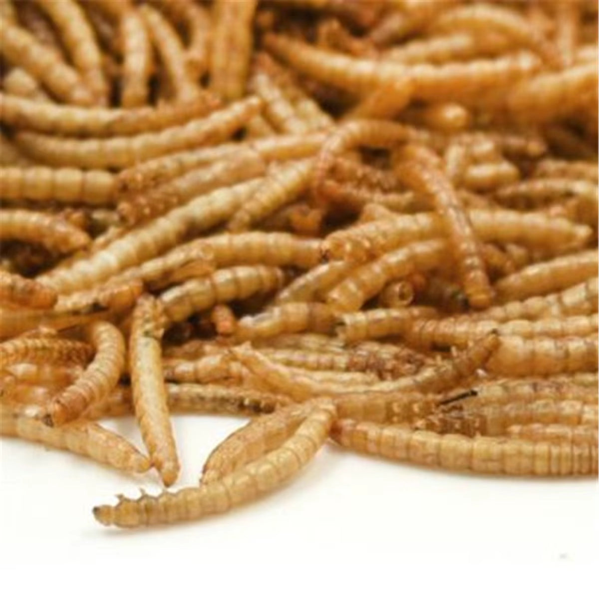 Dried Mealworms Wild Garden Bird Feed Food Meal Worm Chicken Reptile Fish